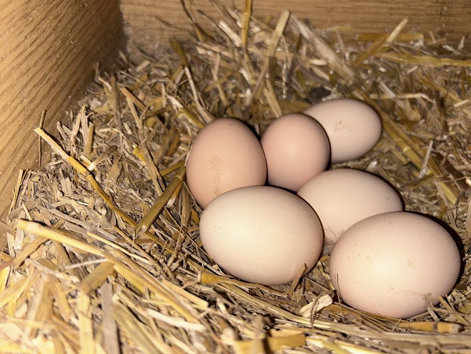 Jaja wiejskie od wybieganych kurek