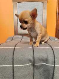 Chihuahua piesek miniaturowy