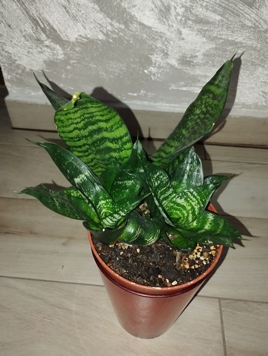 Sansewieria hahnii green