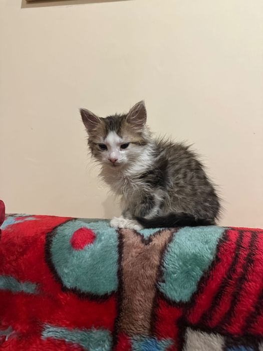 Маленькая кошечка, котенок , 1,5 мес, ищет дом! Котята отдам