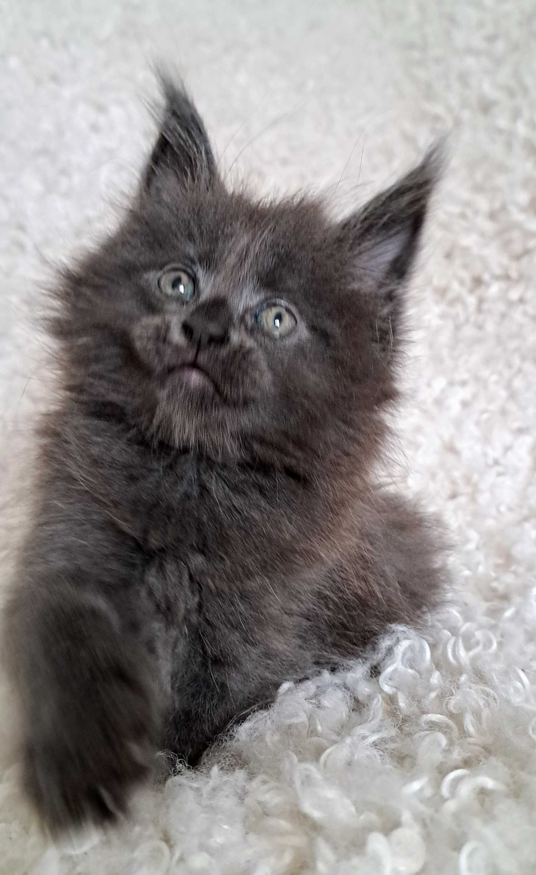 Puchaty pieszczoch Maine Coon