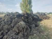 Obornik  bydlecy