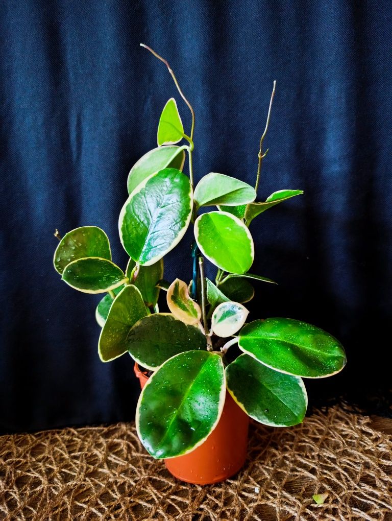 Hoya Blonde Australis