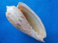Muszle morskie- Amoria jansae