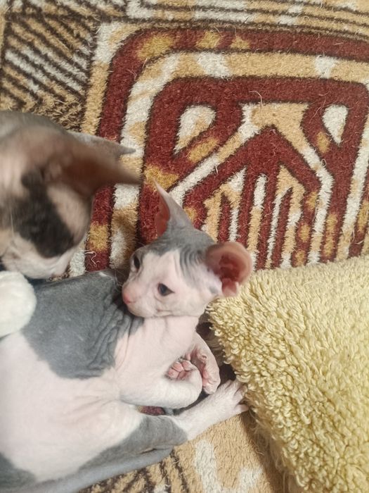 Котята Донського сфінкса.