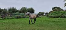 Cavalo Lusitano Para Venda