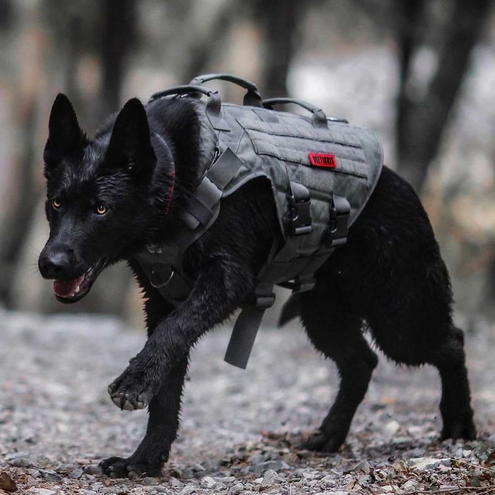 OneTigris Uprząż dla psa, X Destroyer, taktyczna regulowana