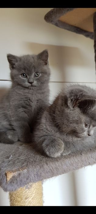 Śliczne Cudowne Koty, Kocurki Brytyjskie Krótkowłose