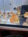 Discus Leopardo Pantera