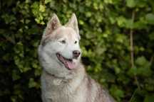 Piękna i mądra starsza suczka husky, idealna na pierwszego husky