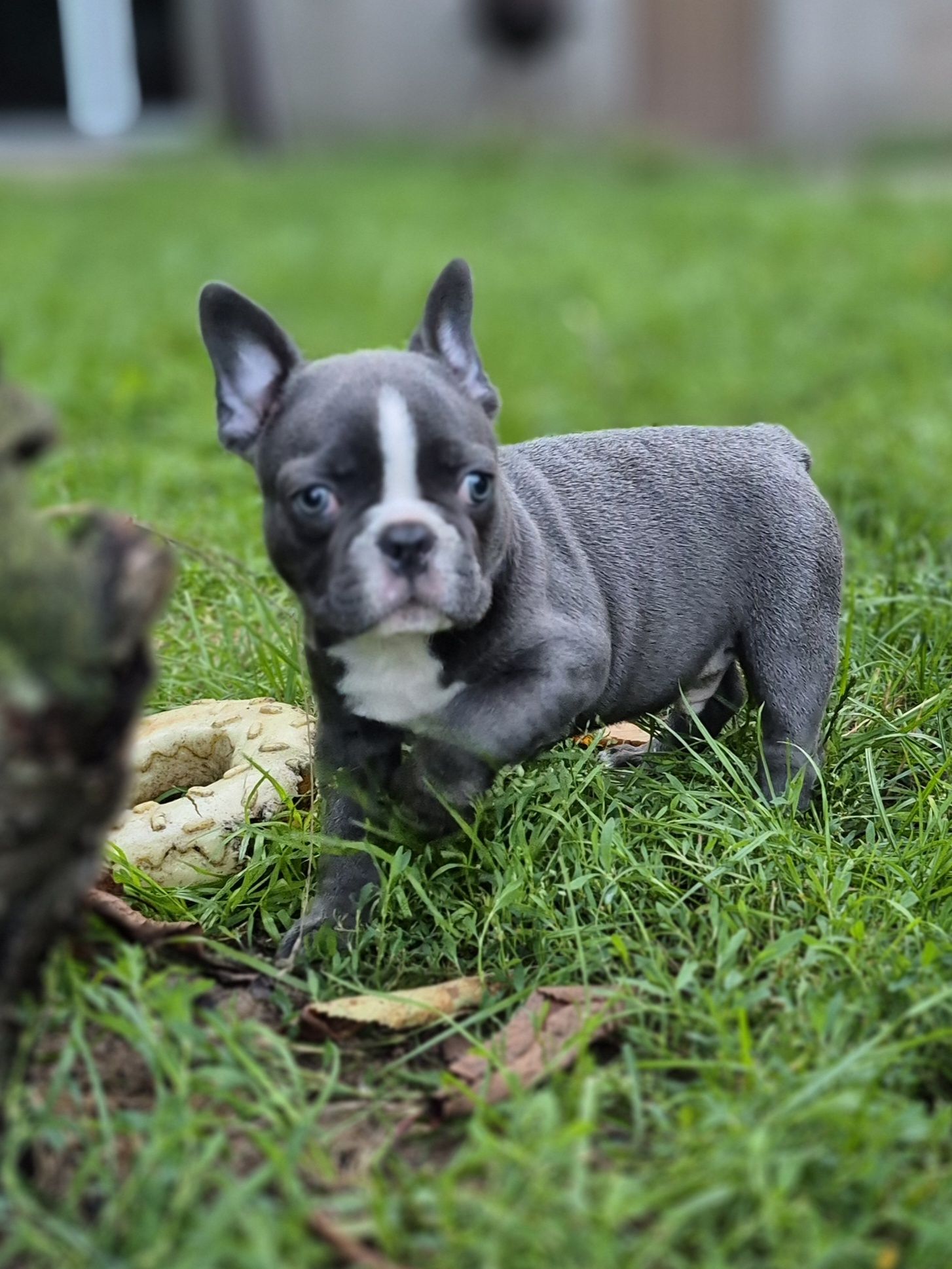 Buldog Francuski niebieski/blue piesek Percy