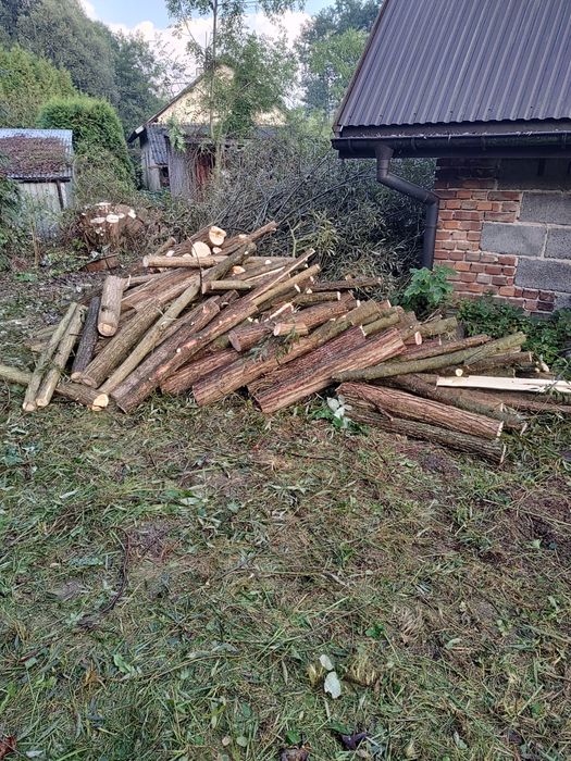 Drewno wierzba swieżo cięte grube drzewo opałowe