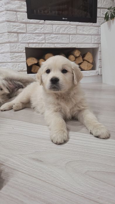 Golden Retriever piesek