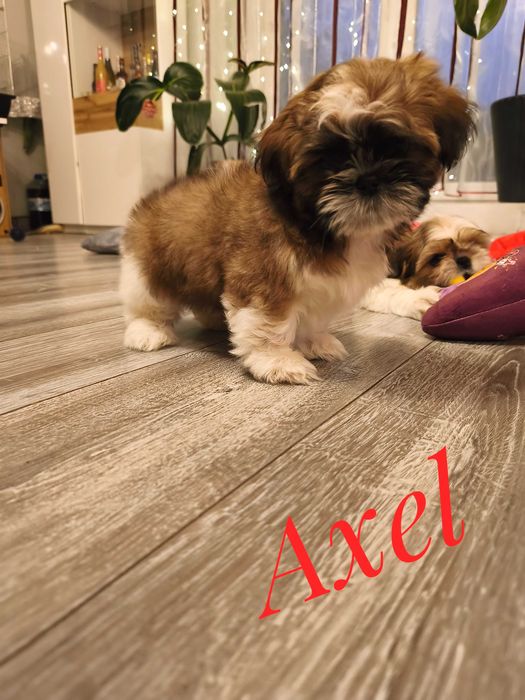Shih Tzu - Axel - kawaler do wzięcia