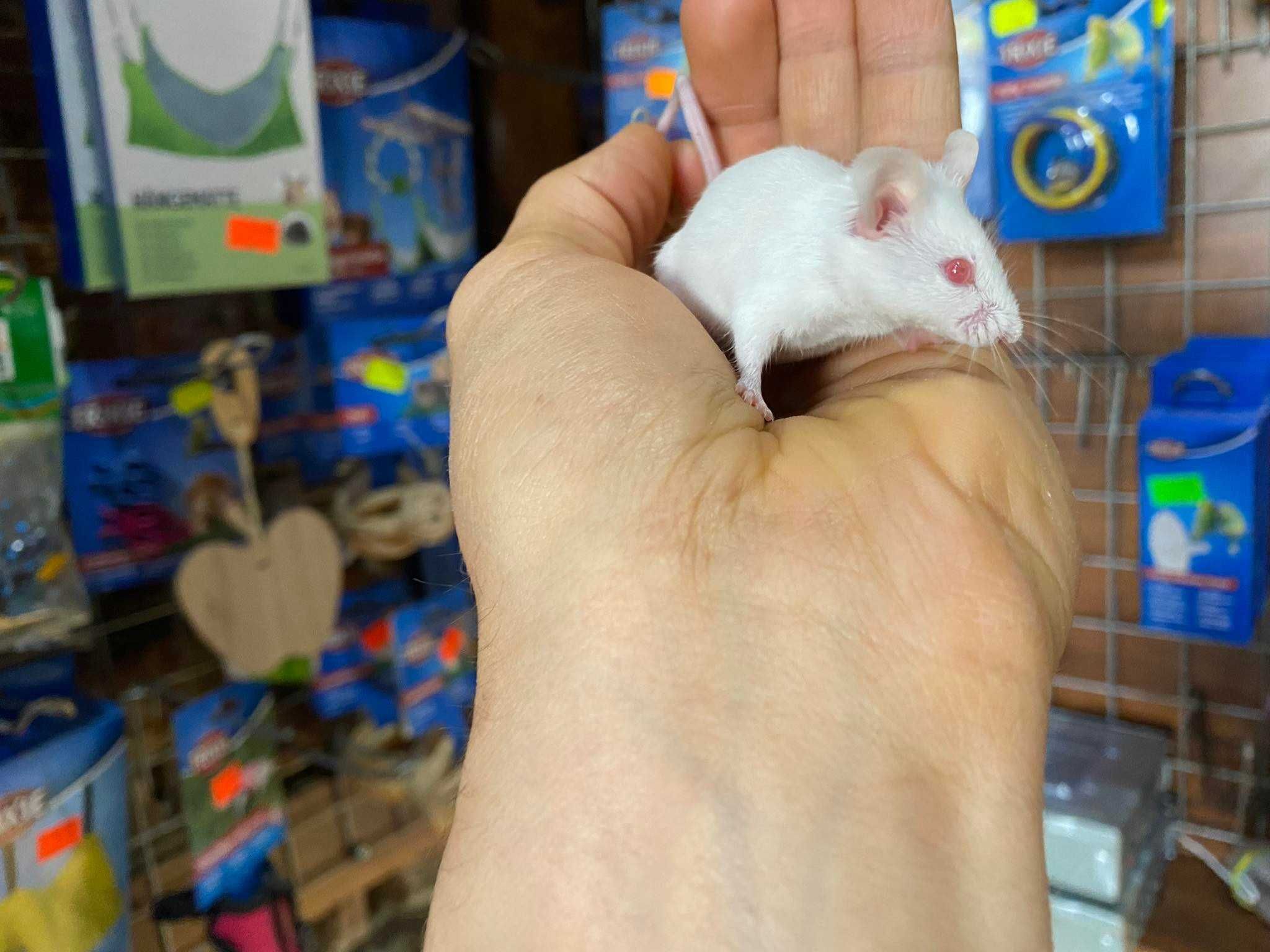 Mysz domowa myszy AQUALIFE sklep zoologiczny