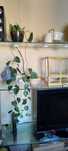 Philodendron Brasil