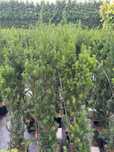 Cis Hillii Taxus Hillii 100 cm w doniczce
