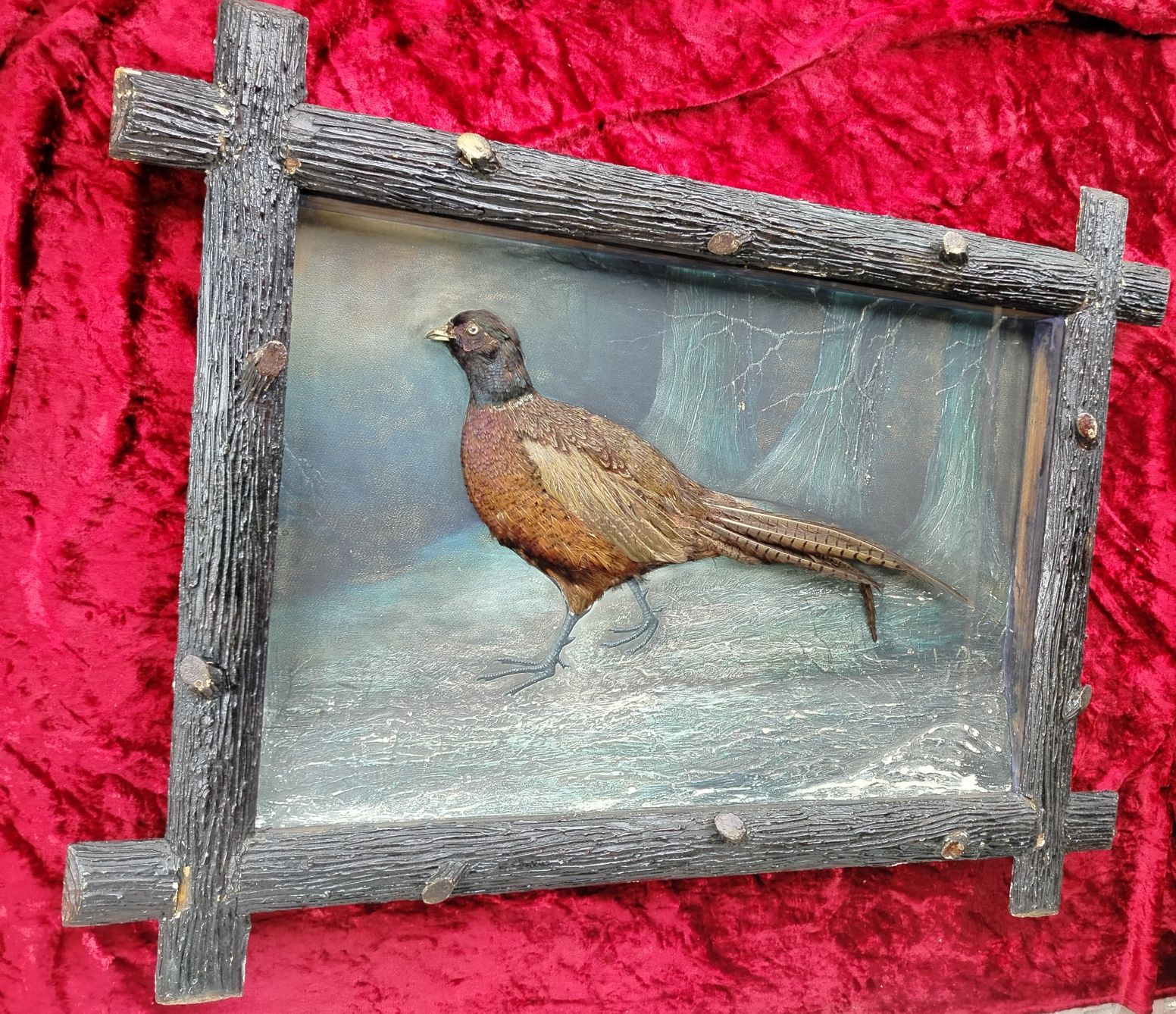 Stara piekna duza diorama z bażantem obraz w pieknej ramie gablota