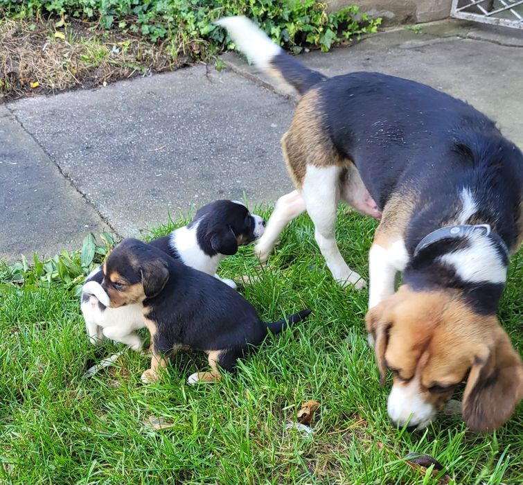 Oddam samiczke mama Beagle