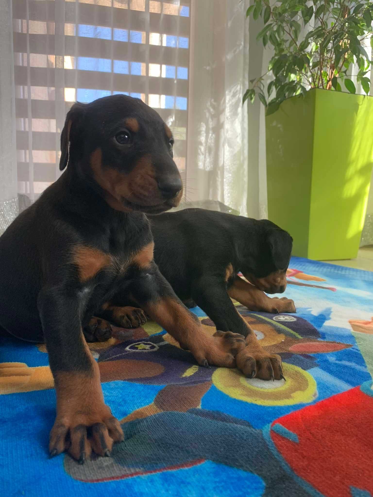 Szczenie doberman