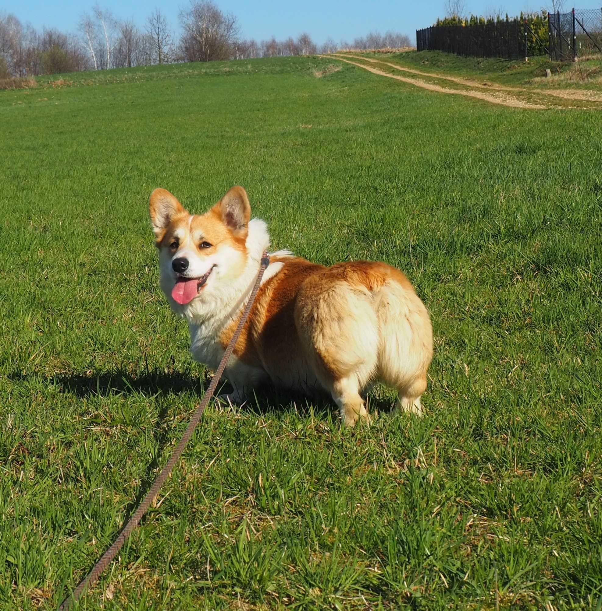 Welsh Corgi Pembroke piesek rudo- biały Natural Bobtail CHEDDAR