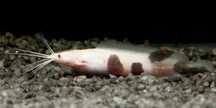 Sum Clarias - Sklep Zoologiczny