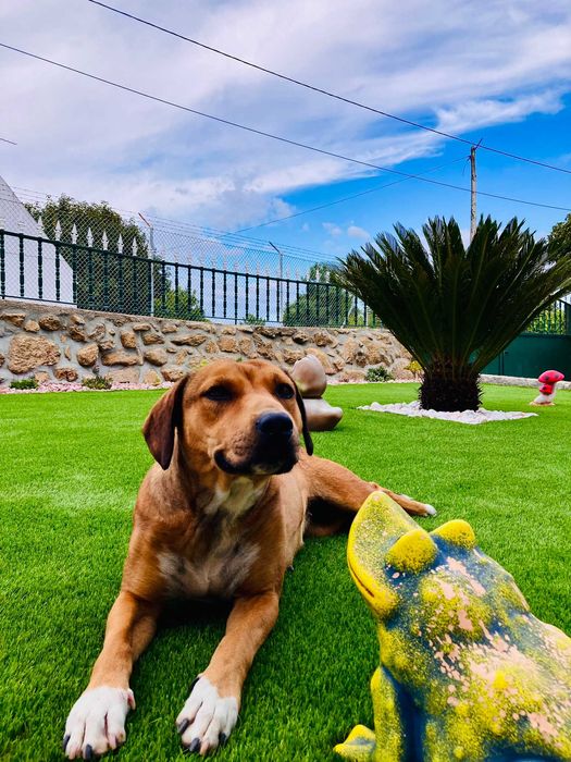 Cadela Perdigueira / Raçada