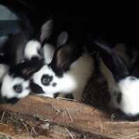 Młode króliki różne rasy urlop do 2.06