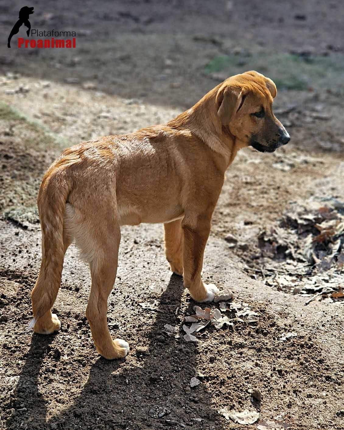 ANDIE - Cãozinho jovem para adoção!