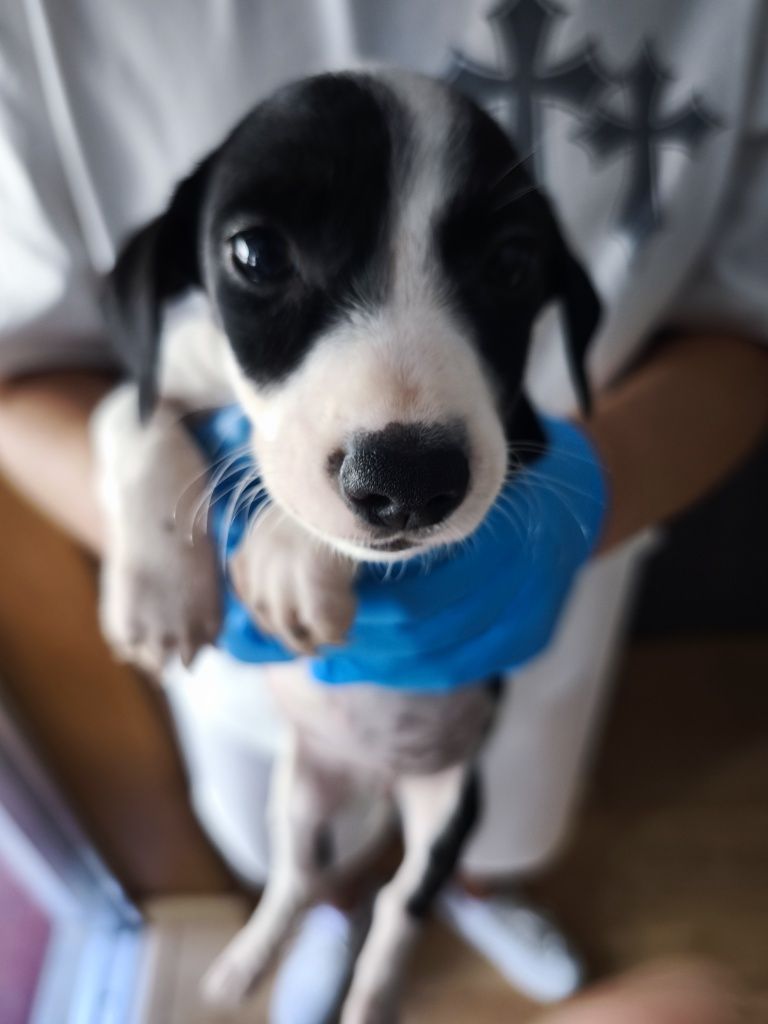 Cães bebés para adoção