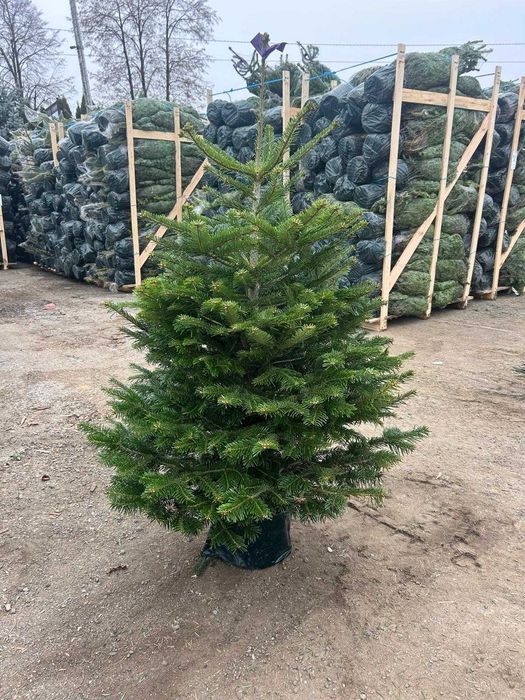 JODŁA KAUKASKA 100 - 220CM ! W Donicy ! Ukorzeniona Z Korzeniem! Jodla