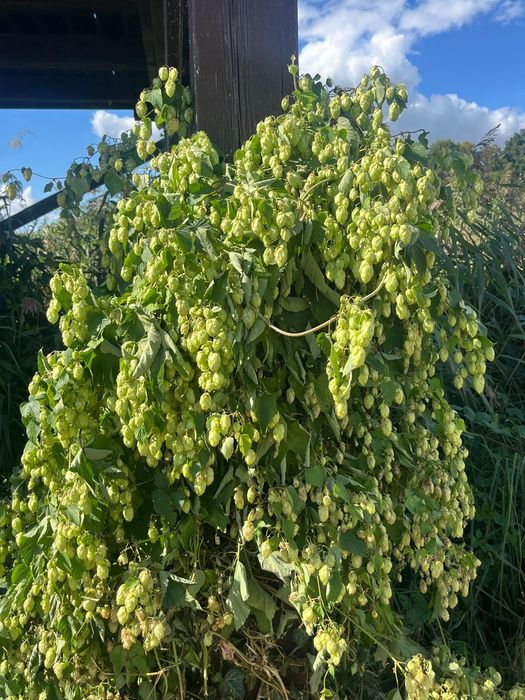 Chmiel zwyczajny szyszki na herbate, cydr itp