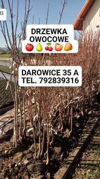 Drzewka owocowe Darowice 35 A