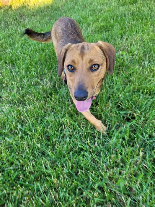 Młoda cudowna sunia kochająca ludzi szuka PILNIE dobrego domku