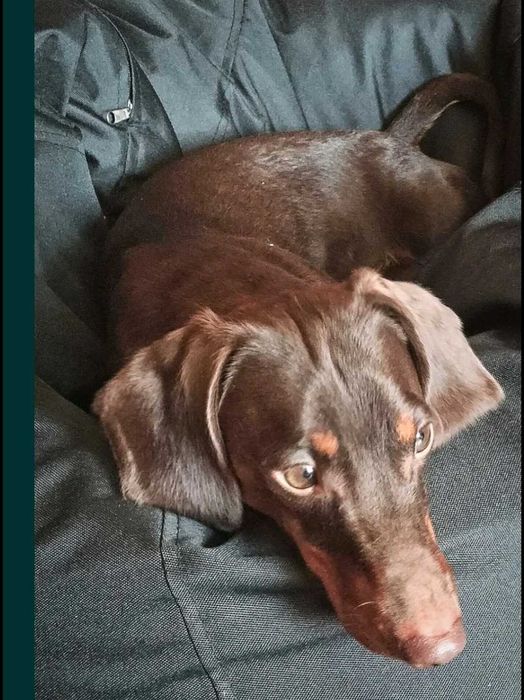 Продам таксу. Мальчик 2.5 года г. Днепр