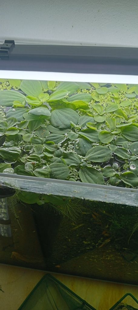 Pistia wodna roślinka