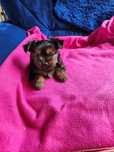 Szczeniaczek Yorkschire terrier sunia