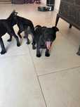 Suczka staffordshire bull terrier STAFFIK FCI ZKwP