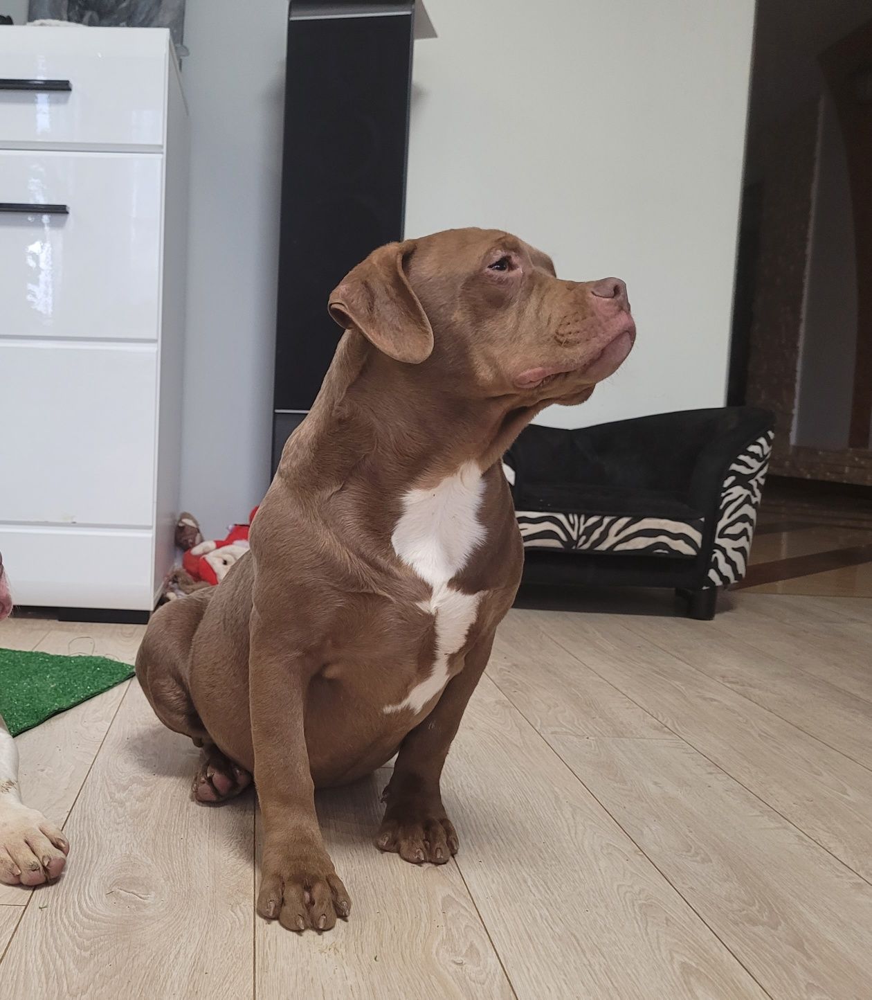 American bully suczka chocolate 5mies