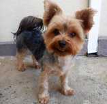 Odchowany szczeniak domowy  sunia Yorkshire Terrier York