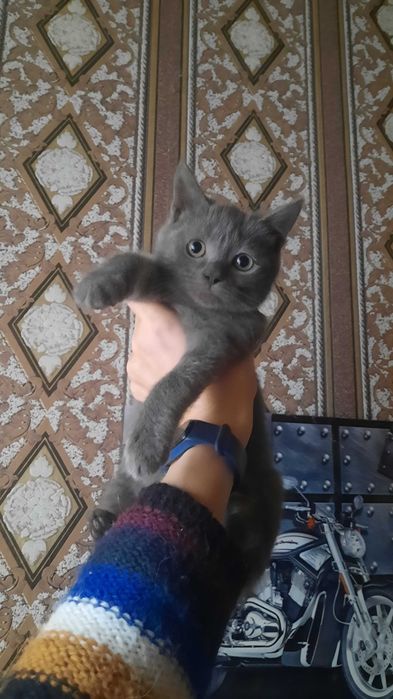 Кошеня, 3 місяці, дівчинка, безкоштовно