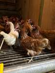Kury nioski z wolnego wybiegu ! Rossa Messa Leghorn Senny i inne !