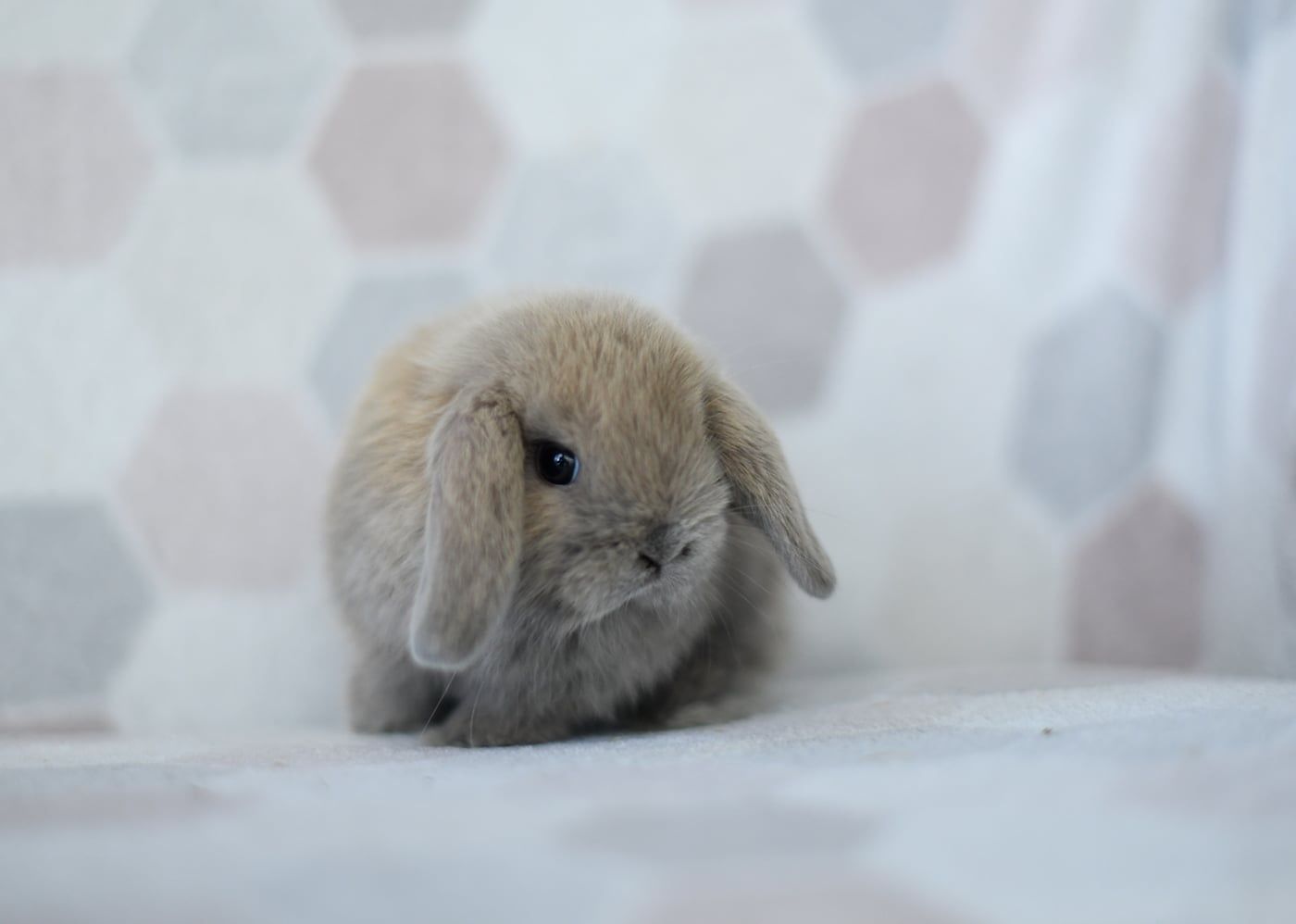 Mini lop Baranek karzełek