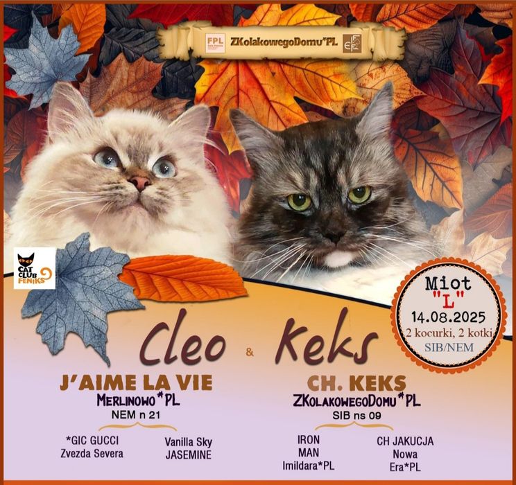 Koty Syberyjskie Neva Masquerade - LORD  ZKolakowegoDomu*PL