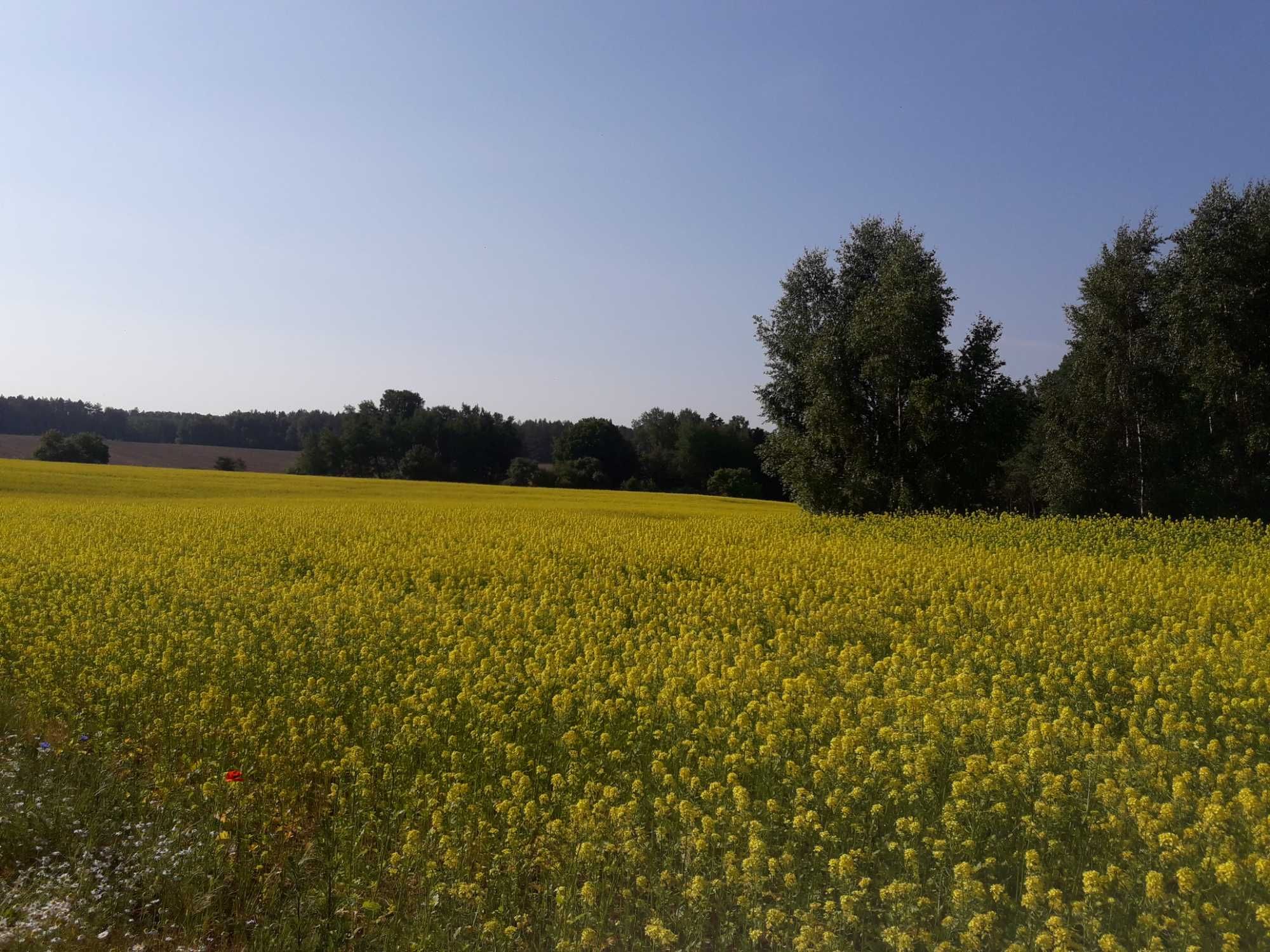 Pyłek kwiatowy, pszczeli. Naturalny, superfood.