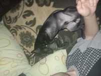 Doação pinscher preto