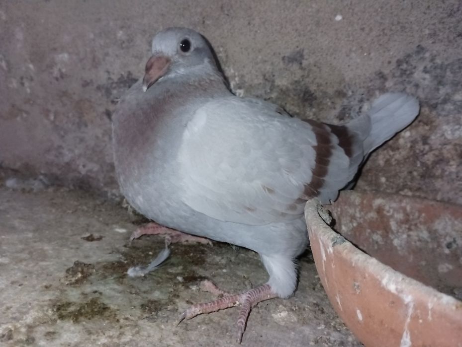 Pombos correios para venda de vários anos e varios  preços