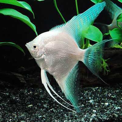Żaglowiec skalar odmiana PLATYNOWA - PLATYNOWY - Pterophyllum - dowóz