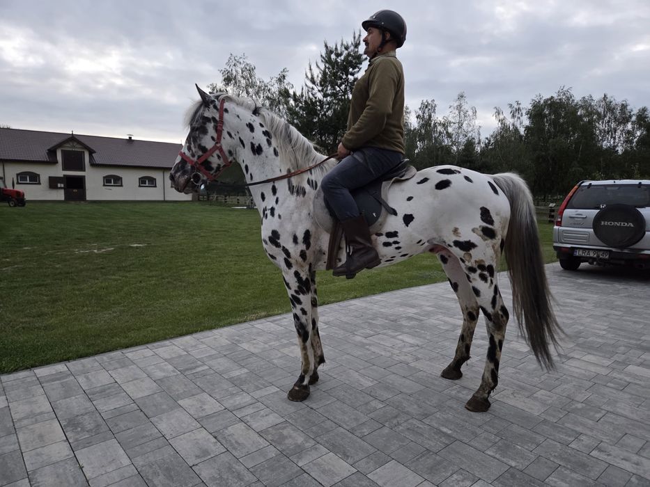 Piękna tarantowata para zaprzęgowa