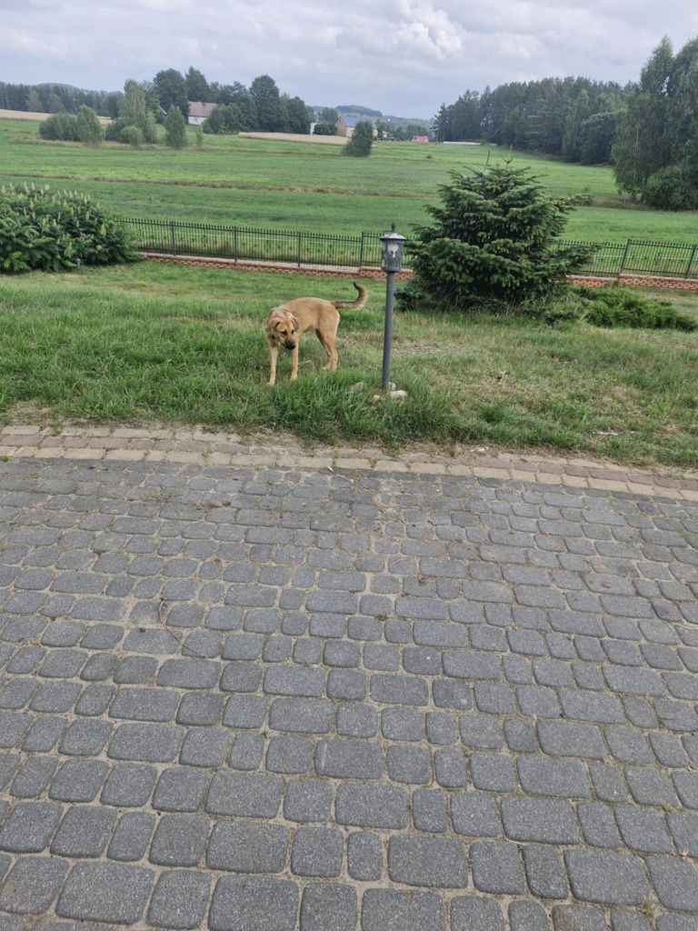 Suczka 7 miesięcy szuka domu.